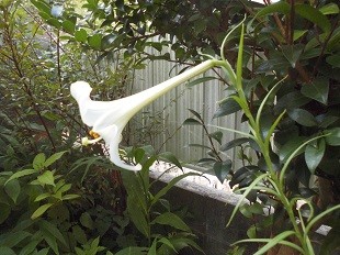 f:id:cangael:20160810074021j:image:right