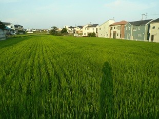 f:id:cangael:20160813172411j:image:left