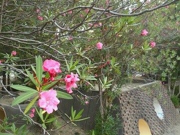 f:id:cangael:20160813175442j:image:left