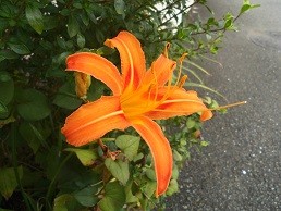 f:id:cangael:20160914093418j:image:right