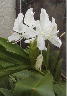 f:id:cangael:20160916062056j:image:left