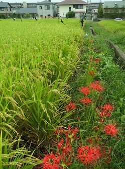 f:id:cangael:20160919150756j:image:right f:id:cangael:20160919150756j:image:right