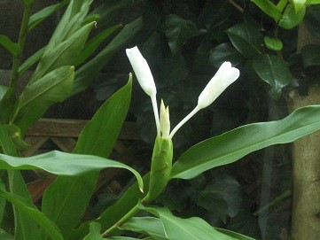 f:id:cangael:20160922133451j:image:right