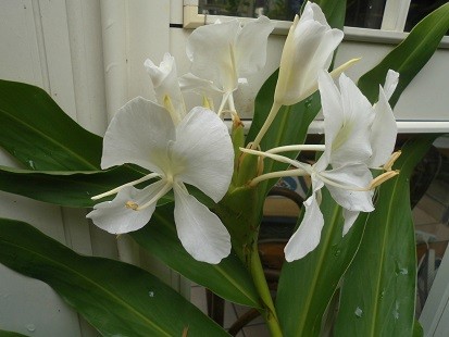 f:id:cangael:20160923101736j:image:right