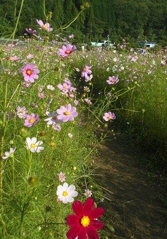 f:id:cangael:20161006144816j:image:right f:id:cangael:20161006144816j:image:right