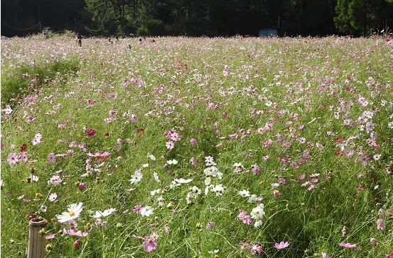 f:id:cangael:20161006150119j:image f:id:cangael:20161006150119j:image