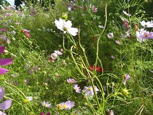 f:id:cangael:20161006150226j:image