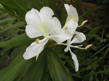 f:id:cangael:20161010094217j:image:right