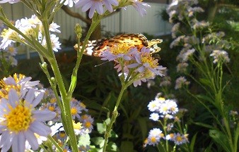 f:id:cangael:20161010111458j:image:right f:id:cangael:20161010111458j:image:right