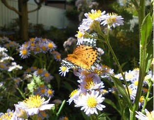 f:id:cangael:20161010111507j:image:left f:id:cangael:20161010111507j:image:left