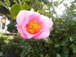 f:id:cangael:20161030142905j:image:left f:id:cangael:20161030142905j:image:left