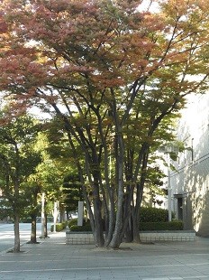 f:id:cangael:20161030153415j:image:right f:id:cangael:20161030153415j:image:right