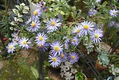 f:id:cangael:20161101113408j:image:right f:id:cangael:20161101113408j:image:right