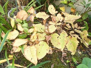 f:id:cangael:20161117102048j:image