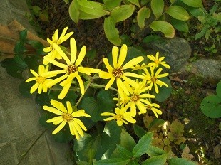 f:id:cangael:20161117102054j:image