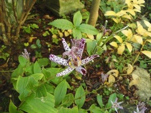 f:id:cangael:20161117102104j:image