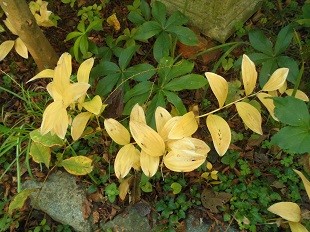 f:id:cangael:20161117102121j:image