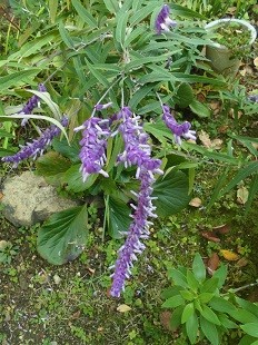 f:id:cangael:20161117102205j:image