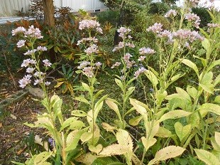 f:id:cangael:20161117102245j:image