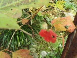 f:id:cangael:20161117104441j:image