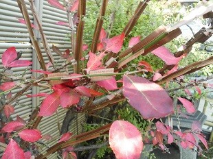 f:id:cangael:20161125133739j:image:left