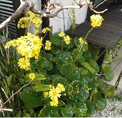 f:id:cangael:20161125133828j:image