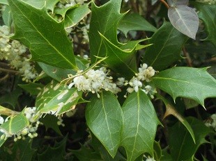 f:id:cangael:20161128121707j:image:right