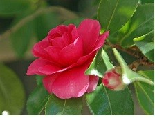 f:id:cangael:20161205162656j:image:right f:id:cangael:20161205162656j:image:right