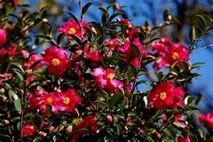 f:id:cangael:20161205162800j:image:right f:id:cangael:20161205162800j:image:right