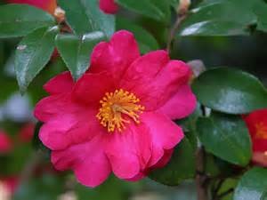 f:id:cangael:20161205163446j:image:right f:id:cangael:20161205163446j:image:right