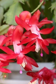 f:id:cangael:20161206164948j:image:left f:id:cangael:20161206164948j:image:left