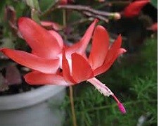 f:id:cangael:20161206165548j:image:left f:id:cangael:20161206165548j:image:left