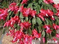 f:id:cangael:20161214165144j:image:right