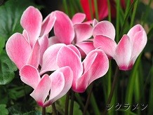 f:id:cangael:20161219212053j:image:right