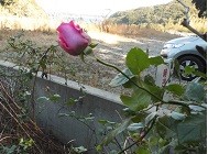 f:id:cangael:20170105113704j:image:left