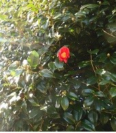 f:id:cangael:20170105114551j:image