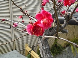 f:id:cangael:20170224133820j:image:left