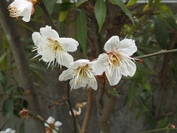 f:id:cangael:20170224133952j:image:right