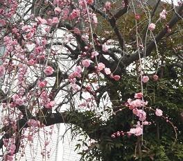 f:id:cangael:20170301114319j:image:right f:id:cangael:20170301114319j:image:right