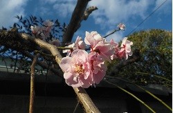 f:id:cangael:20170311155224j:image:right