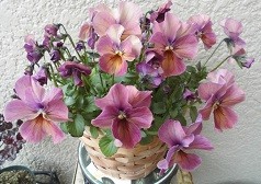 f:id:cangael:20170320163443j:image:right f:id:cangael:20170320163443j:image:right