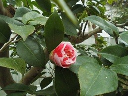 f:id:cangael:20170320163736j:image f:id:cangael:20170320163736j:image