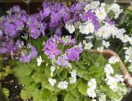 f:id:cangael:20170322145405j:image:right