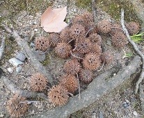 f:id:cangael:20170322145535j:image:right f:id:cangael:20170322145535j:image:right