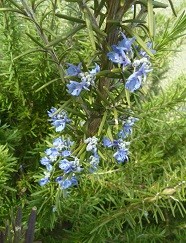 f:id:cangael:20170322150309j:image:right f:id:cangael:20170322150309j:image:right