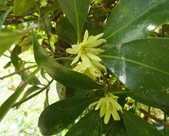 f:id:cangael:20170322151329j:image:right f:id:cangael:20170322151329j:image:right