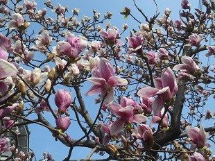 f:id:cangael:20170330143556j:image:right f:id:cangael:20170330143556j:image:right