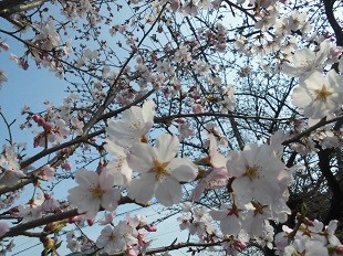 f:id:cangael:20170330143704j:image:left f:id:cangael:20170330143704j:image:left
