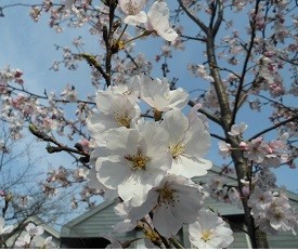 f:id:cangael:20170330143719j:image:right f:id:cangael:20170330143719j:image:right