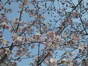 f:id:cangael:20170330143728j:image:left f:id:cangael:20170330143728j:image:left